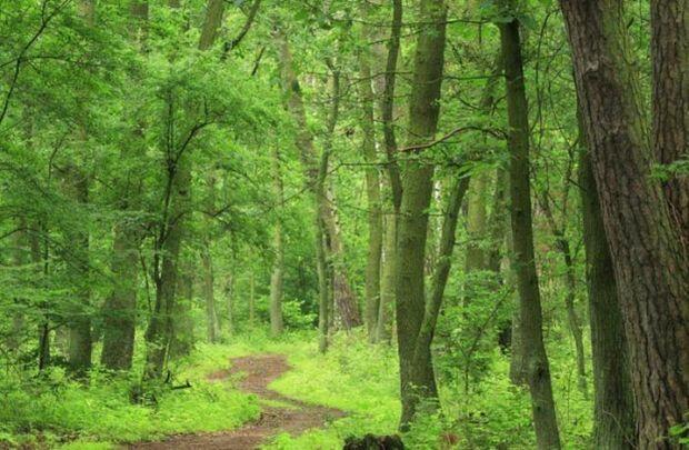 Azərbaycanda Tuqay meşələri bərpa ediləcək
