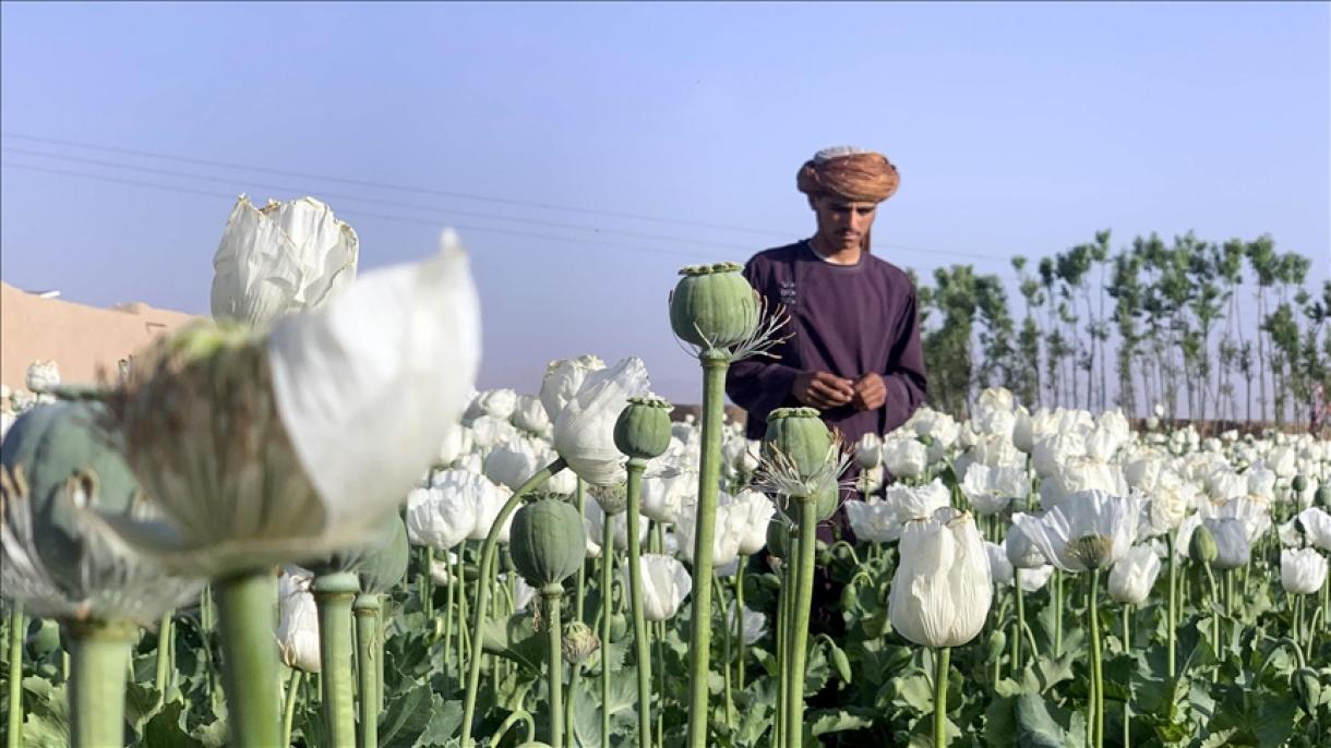 “Taliban” narkotik becərilməsini qadağan etdi