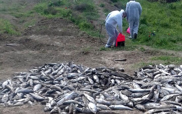 Qanunsuz balıq ovlayanlar cəzalandırıldı