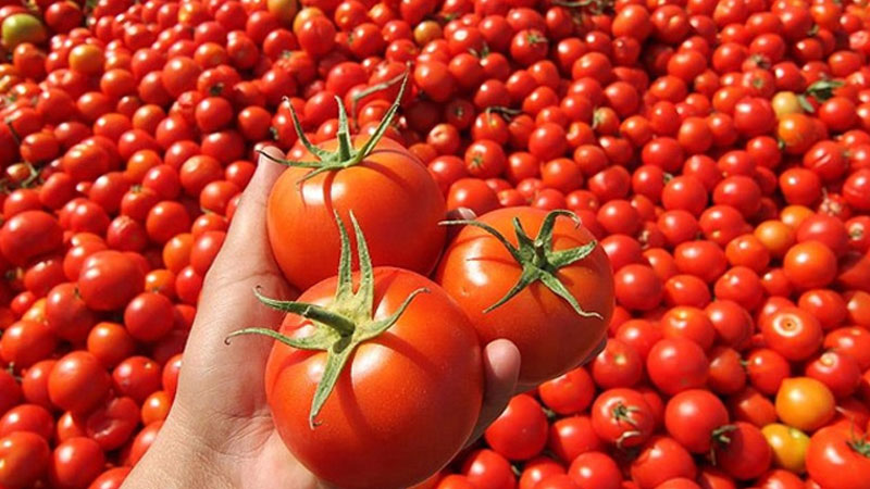 Rusiya Azərbaycanın 432 ton pomidorunu GERİ QAYTARDI