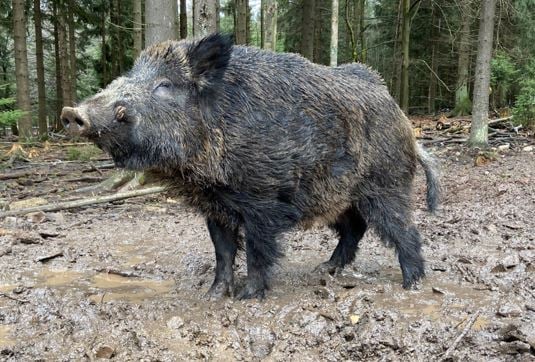 Almaniyada Putin adlı qabana yeni ad verildi