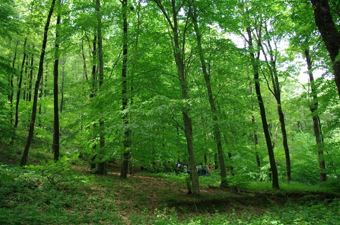 Meşələr səmərəsiz idarə edilib - PALATA