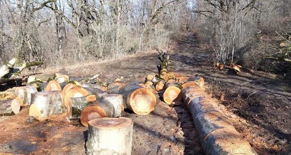 Yardımlı və Lerik meşələrinə müdaxilə halları artıb