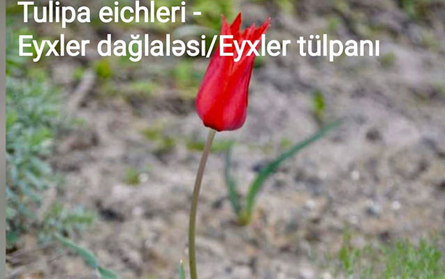 Bu bitkilərin nəsli kəsilmək üzrədir - FOTO