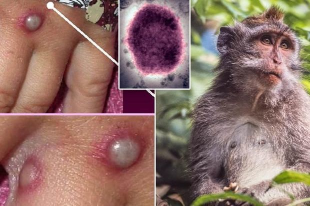 Meymunçiçəyi mutasiyaya uğrayır?