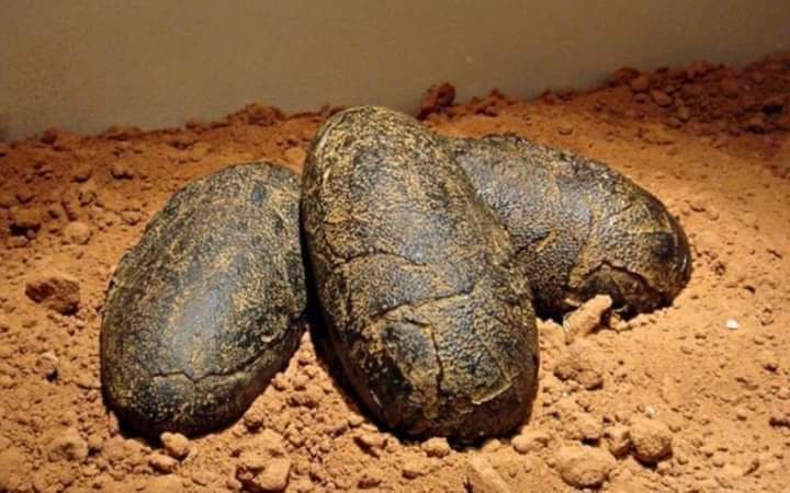 193 milyon il əvvələ aid dinozavr yumurtaları tapıldı