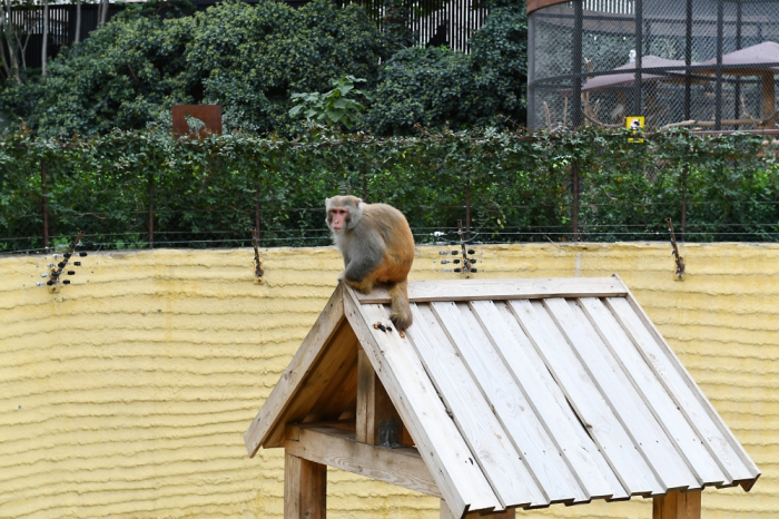 Bakı Zooparkındakı meymunların sayı AÇIQLANDI