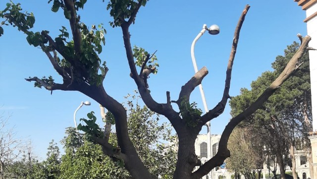 Bakıda ağacı zədələyən şəxs cəzalandırıldı