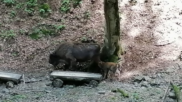 Şahdağ Milli Parkında zubr doğuldu