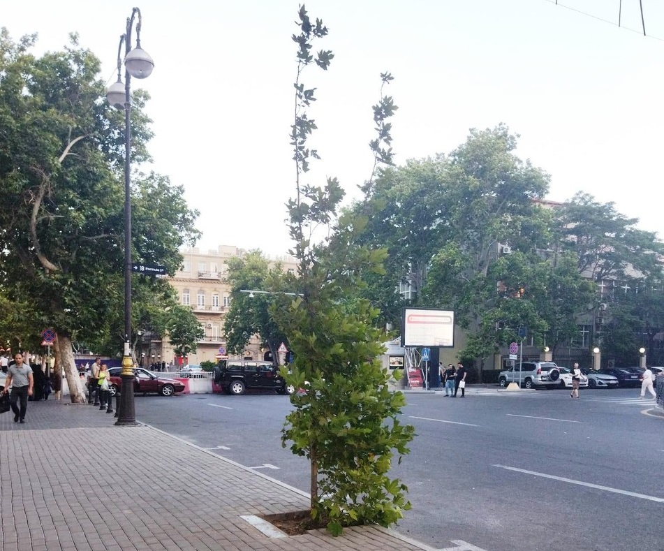 Qalmaqala səbəb olan parkinq yerində ağac əkildi - FOTO