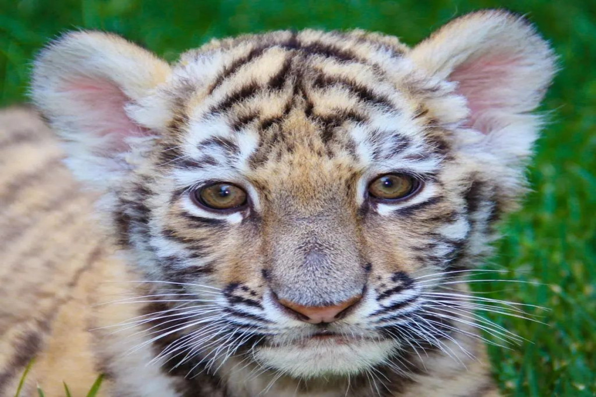 Zooparkda pələng balası doğuldu