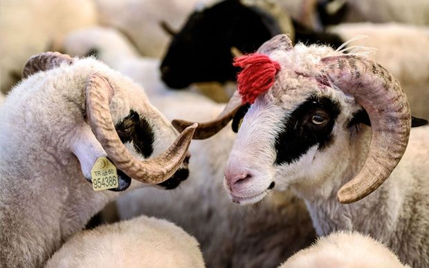 Qurbanlıq heyvanlar bu yerlərdə satılacaq - SİYAHI 