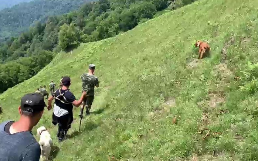 Hindistanlı turistin axtarışına itlər cəlb olundu - VİDEO
