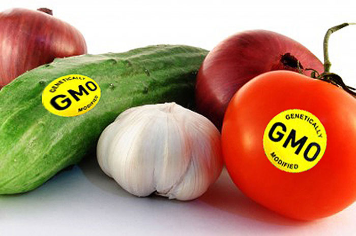 GMO məhsullarının siyahısı hazırlanacaq