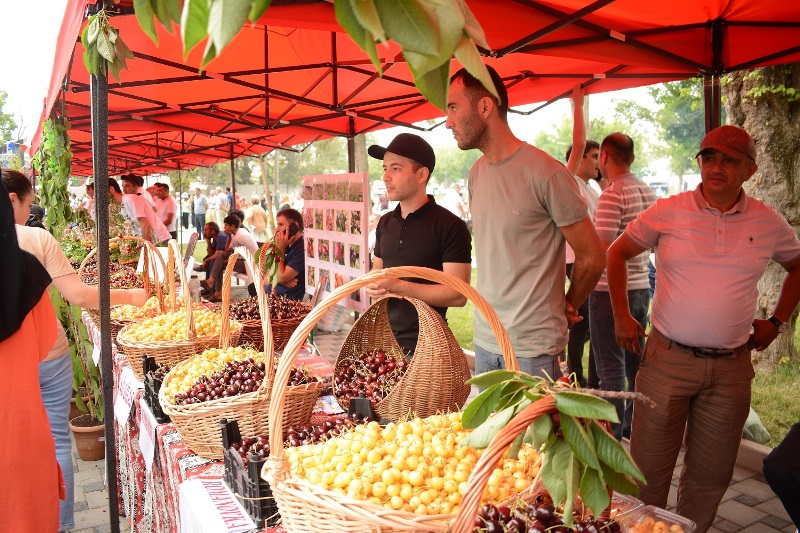 Azərbaycanda ilk “Albalı və gilas” festivalı keçirilib - FOTOLAR