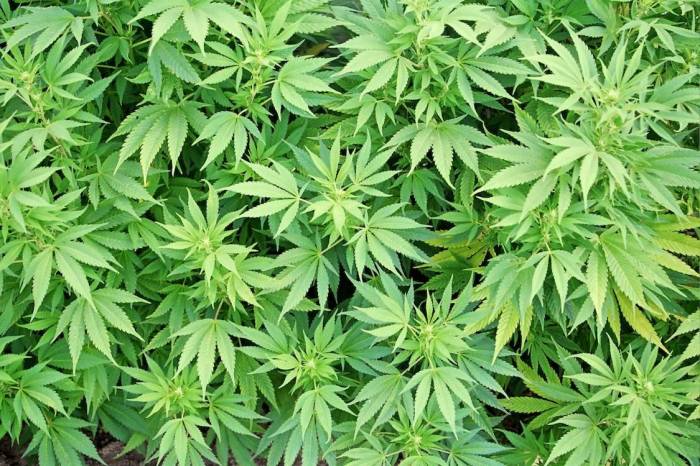 Keçmiş məhkum 3,5 ton narkotiklə tutuldu