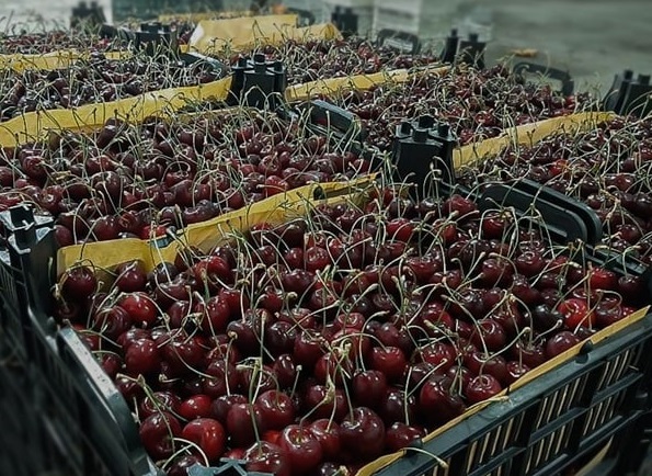 Lökbatan bazarında 340 kq albalı və gilas OĞURLANDI