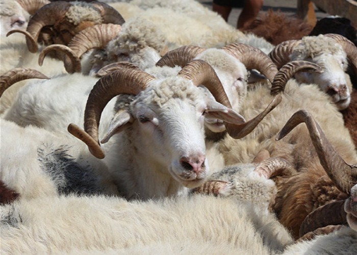 Qurbanlıq kəsimi üçün səyyar məntəqələr quraşdırılacaq