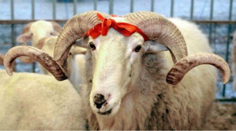 QMİ Qurban bayramı ilə bağlı FƏTVA verdi