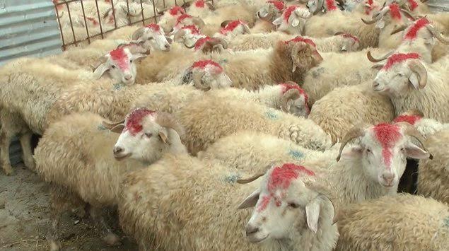 Nazirlik bayramda gücləndirilmiş rejimdə çalışacaq