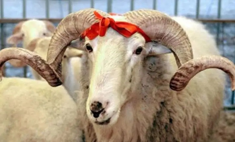 Deputatların bayram hazırlığı - “Biz ailəlikcə qurban kəsmirik” 