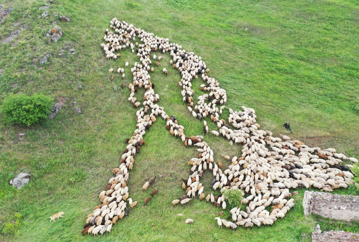 Azad olunmuş bölgələrə köç edən təsərrüfatların sahibləri kimlərdi...