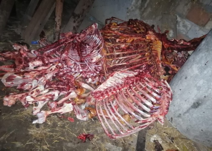 At əti satan şəxs yenidən TUTULDU