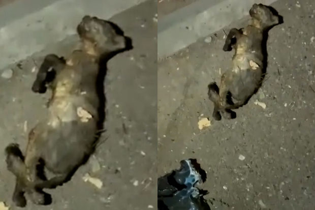 Bakıda uşaq pişiyi yandırıb öldürdü