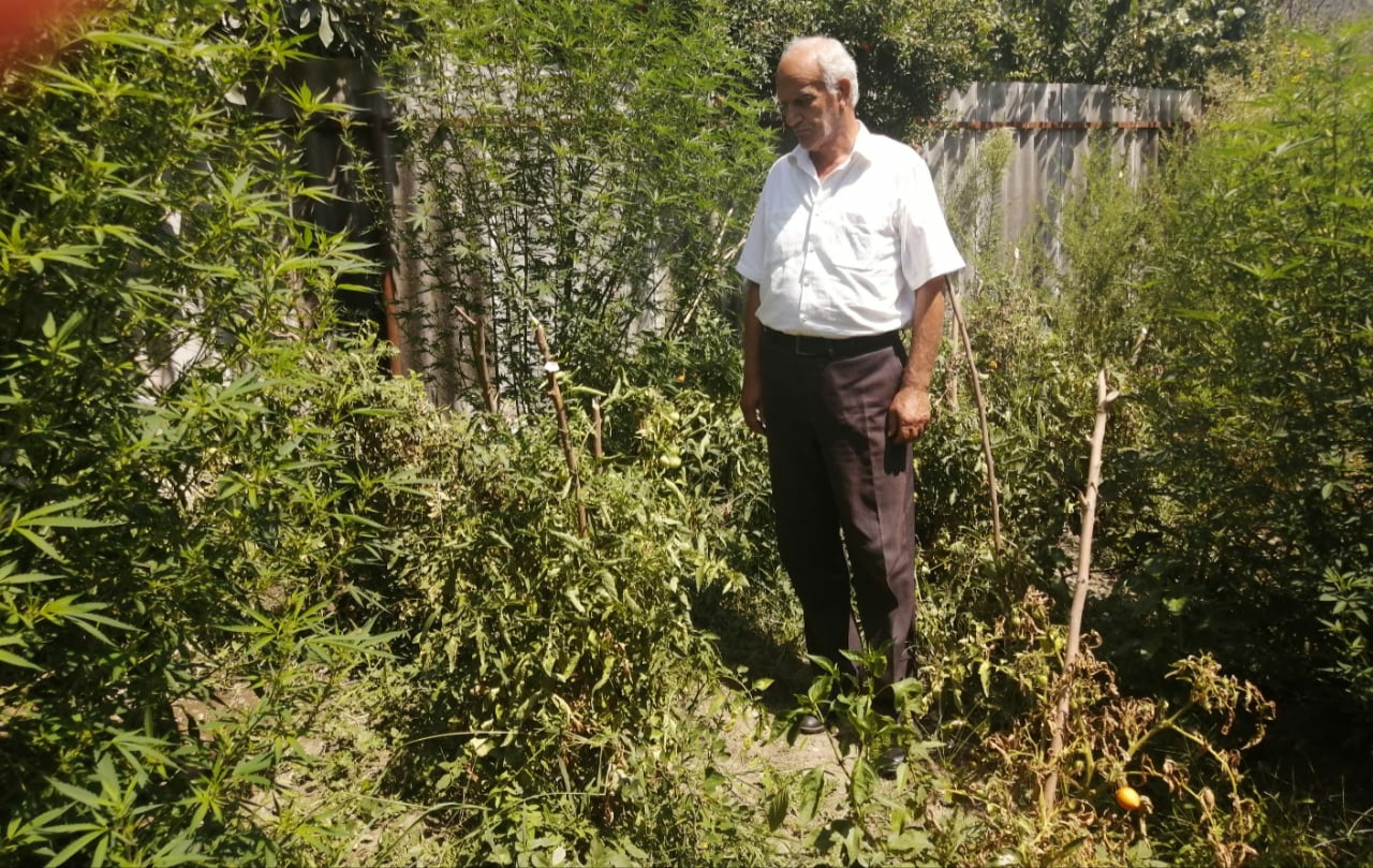 İsmayıllıda külli miqdarda narkotik aşkarlandı