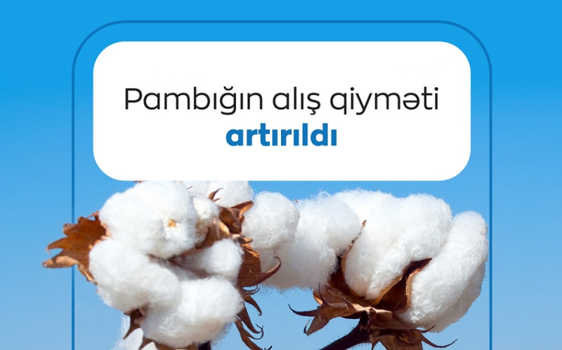 Pambığın alış qiyməti artırıldı