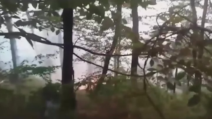 Zaqatalada meşə yanğını nəzarətə alındı 