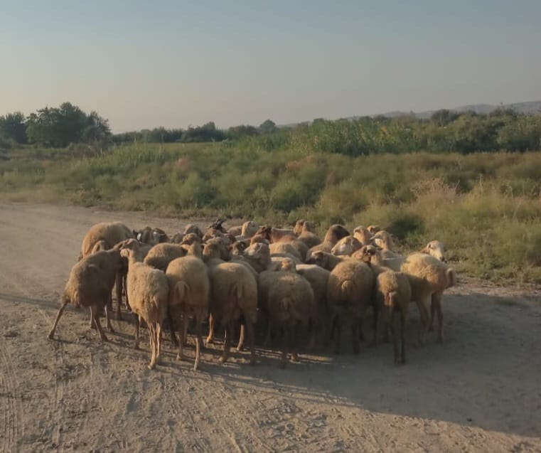 Yevlaxda 51 min manatlıq qoyun oğurlandı - FOTO