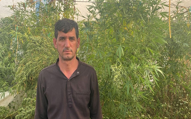 İstixanada narkotik yetişdirən şəxs tutuldu