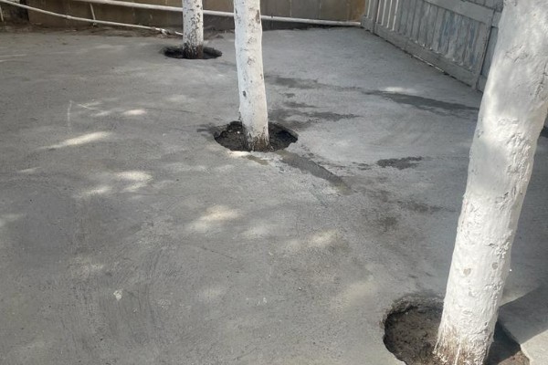 Ağacların dibi betondan təmizləndi