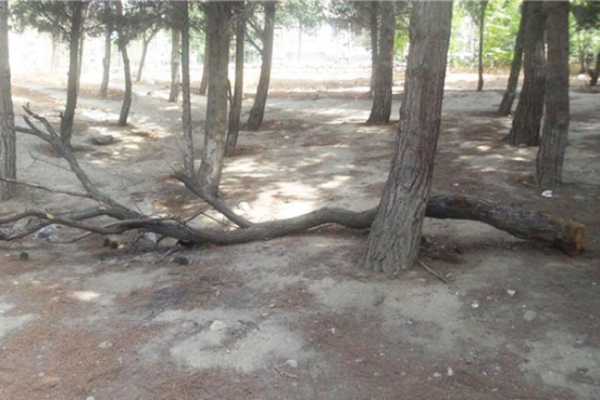 “Ailə Park”ın ağac “qətliamı” 