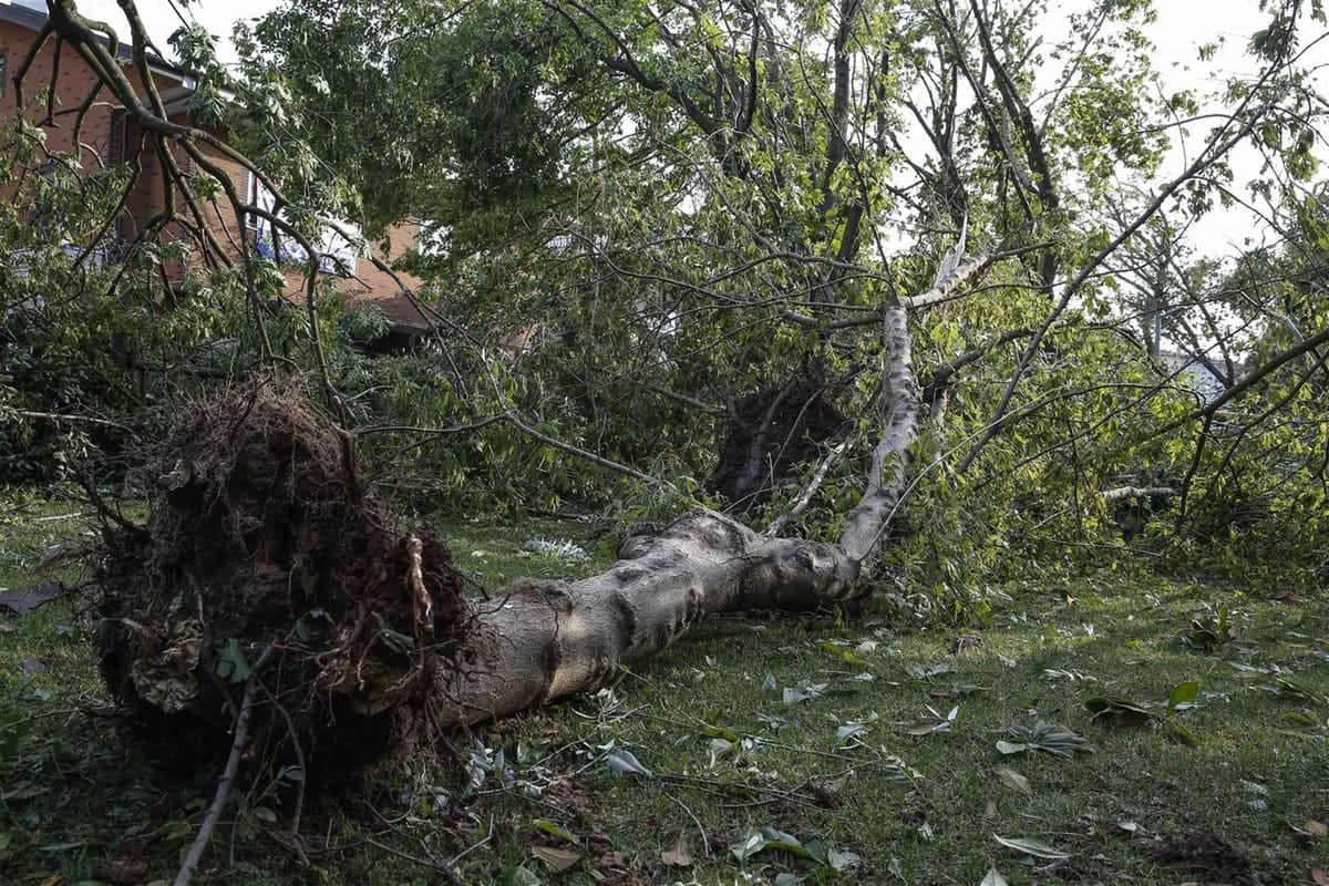 Külək ağacı aşırdı - 3 yaşlı uşaq və yeniyetmə öldü