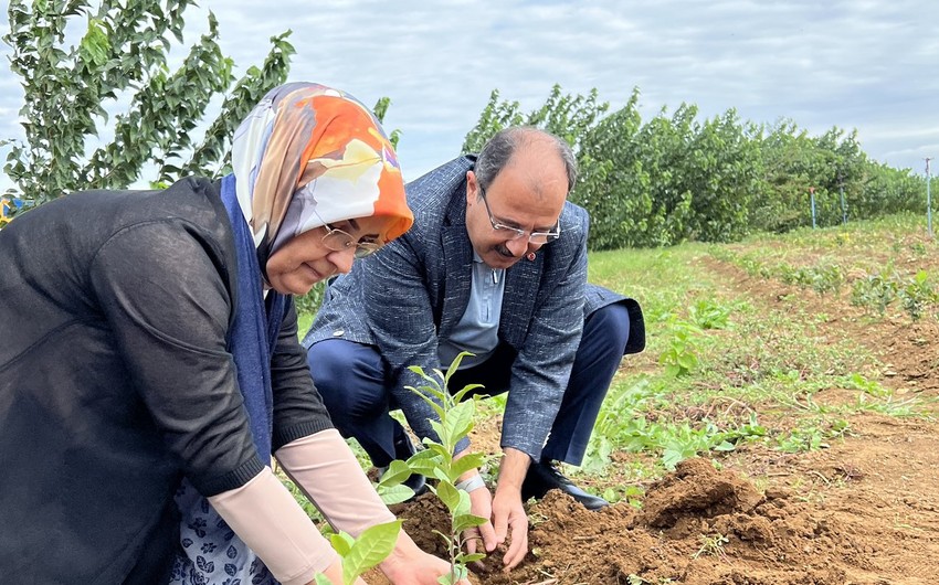 Türkiyə səfiri Lənkəranda çay tingi əkdi