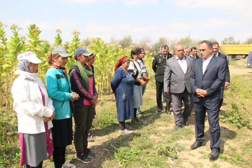 Goranboyda tütün yığımında yüksək məhsuldarlıq gözlənilir