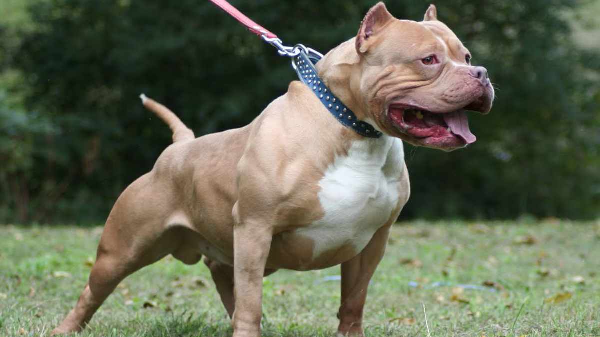 Polisin üzərinə “pitbull” qısqırdan gənclər həbs edildi