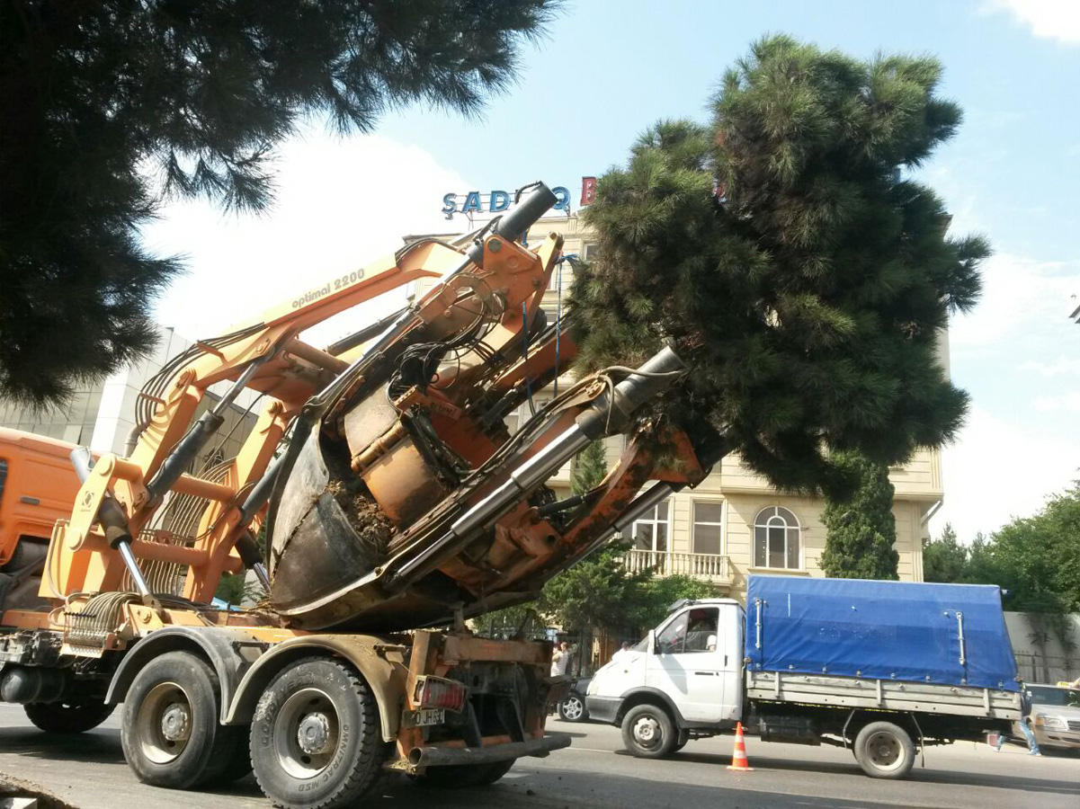 Bakıda yola görə ağaclar KÖÇÜRÜLÜR