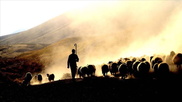 Koronavirus xəstəsi heyvan otararkən saxlanıldı