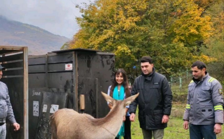 Leyla Əliyeva Milli Parka marallar buraxdı - FOTOLAR