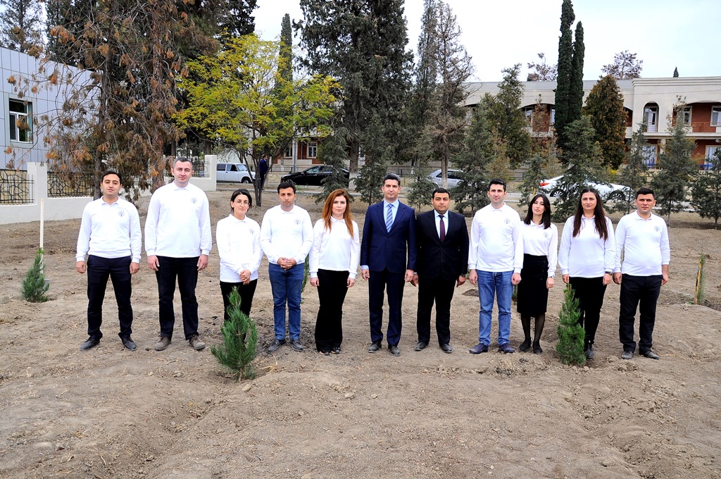 Naftalanda ağacəkmə aksiyası keçirilib