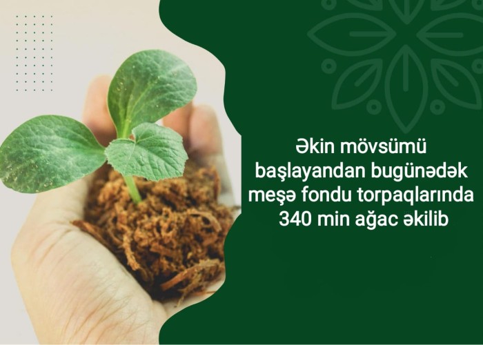 Meşə fondu torpaqlarında 340 min ağac əkilib