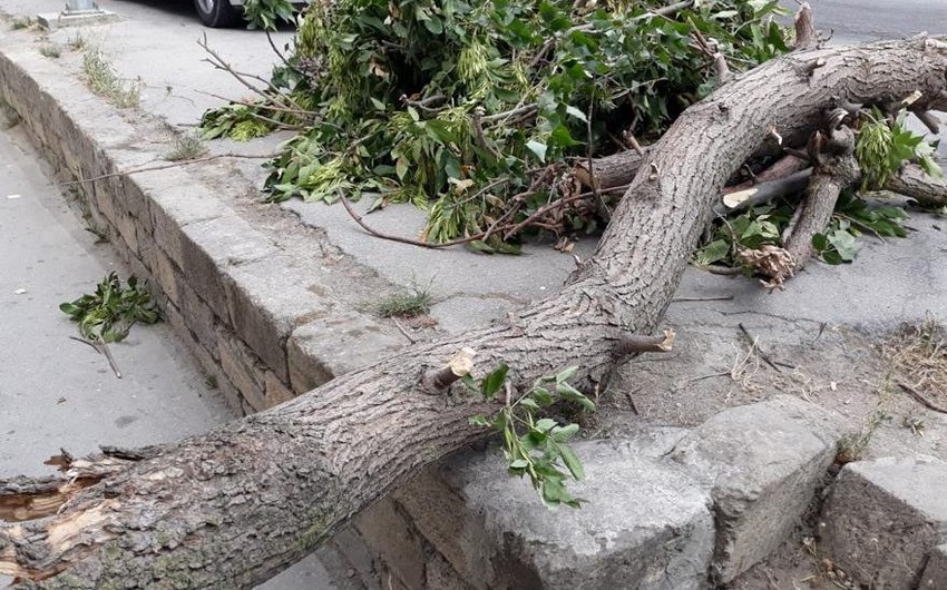 Qusar sakini aşan ağacın altında qalıb öldü 