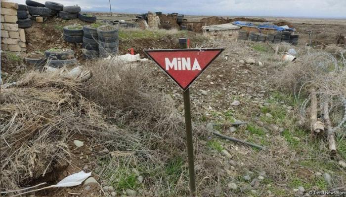 Ermənilərin basdırdığı minaları siçovullar aşkarlayacaq