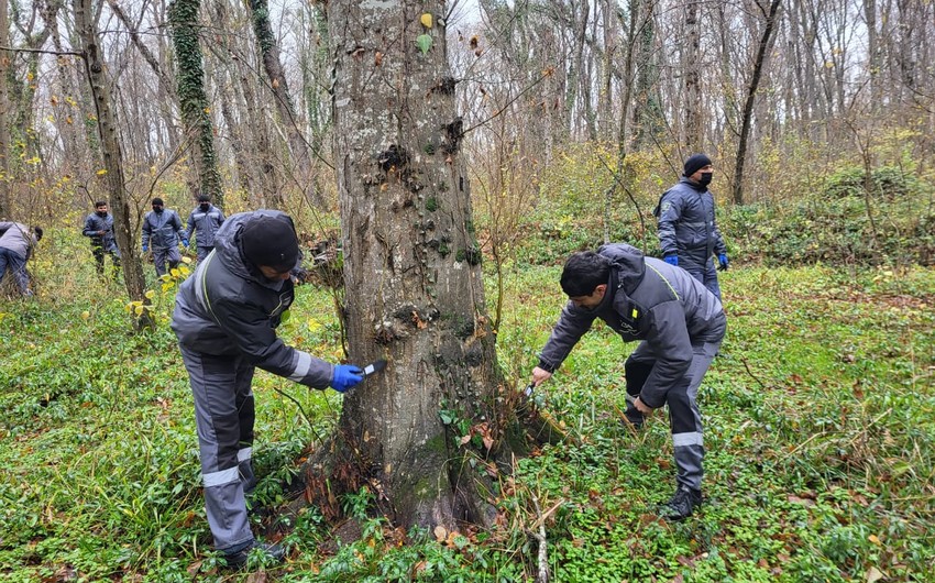 Milli parkda ağaclar ziyanvericilərdən təmizlənib