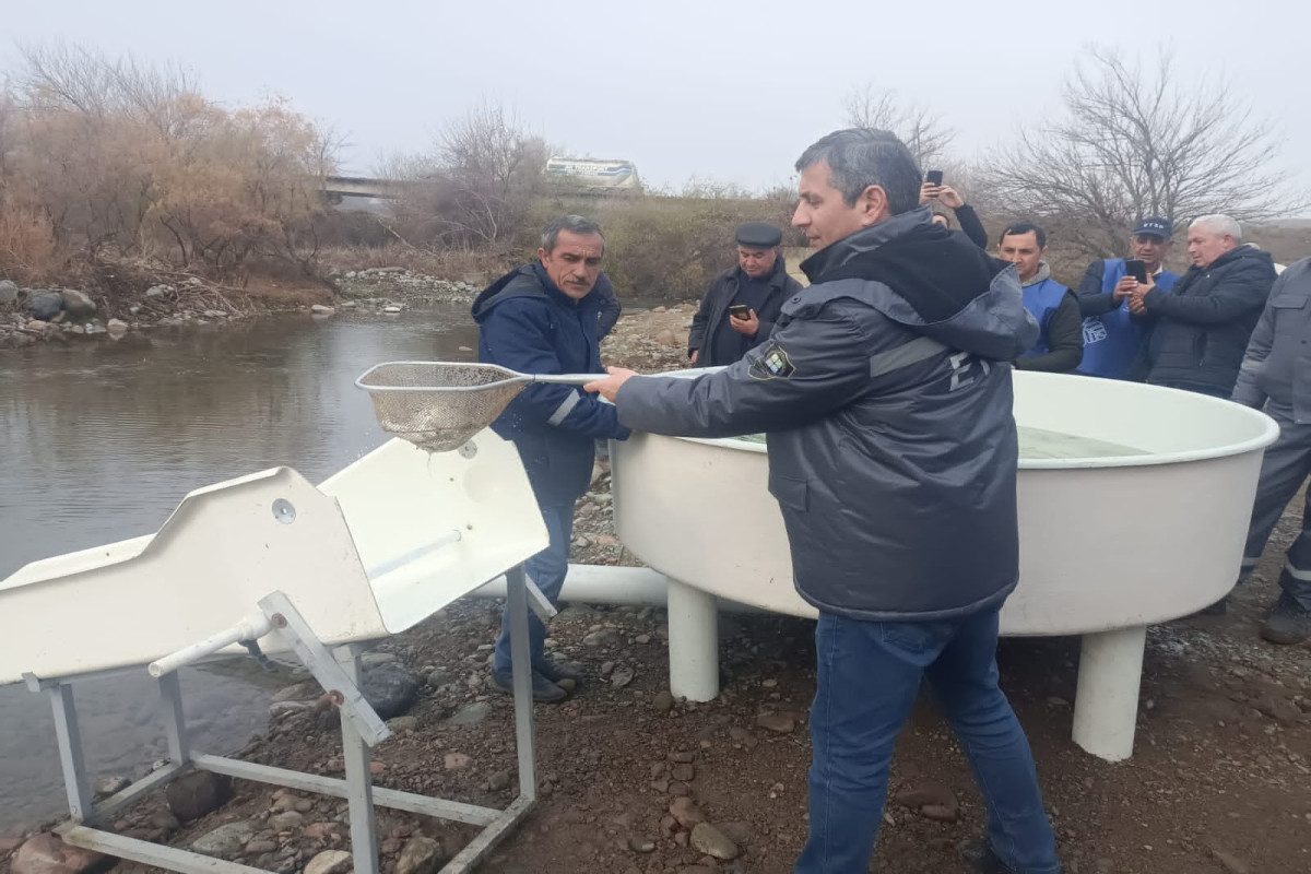 Bəsitçay və Həkəri çaylarına balıq körpələri buraxıldı