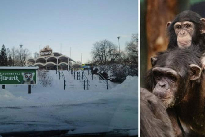 Zooparkdan qaçan 4 şimpanze öldürüldü