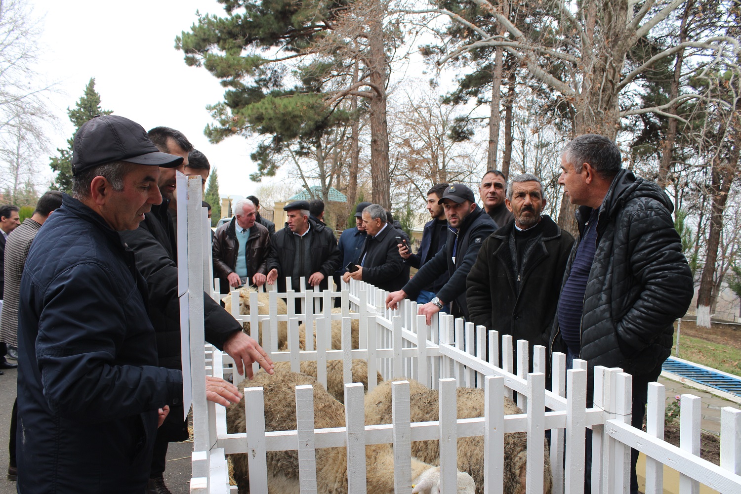 “Pirəsora” qoyun cinsinin təqdimatı keçirilib